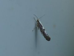 Rognebærmøll (Argyresthia conjugella)