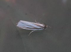 Sølvnebbmott (Crambus perlella)