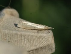 Sølvnebbmott (Crambus perlella)