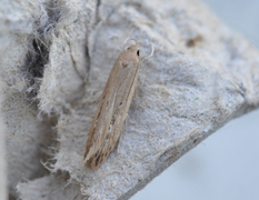 Dunkjevleglansmøll (Limnaecia phragmitella)