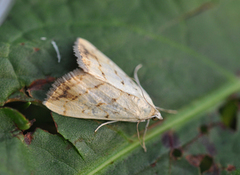 Gul kålmott (Evergestis extimalis)