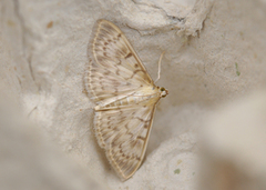 Kjempeengmott (Patania ruralis)