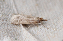 Blek mosemott (Eudonia pallida)