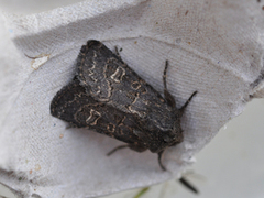 Gulringet åkerfly (Tholera cespitis)