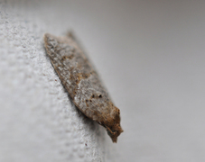 Lønnebladflatvikler (Acleris sparsana)