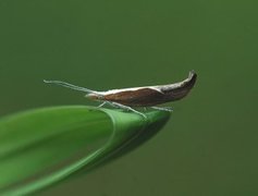 Leddvedsprellemøll (Ypsolopha dentella)