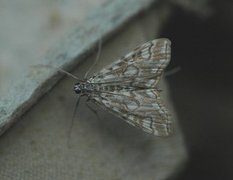 Flekkdammott (Elophila nymphaeata)