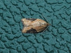 Jordbær-/buskflatvikler (Acleris comariana/laterana)