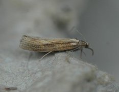 Gul nebbmott (Agriphila inquinatella)