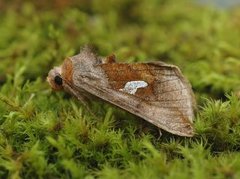 Storflekket metallfly (Autographa bractea)