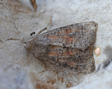 Rødlig løvfly (Parastichtis suspecta)