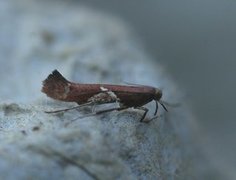 Caloptilia stigmatella