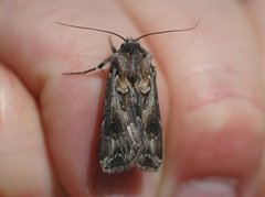 Fagerjordfly (Agrotis vestigialis)