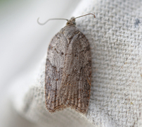 Lønnebladflatvikler (Acleris sparsana)