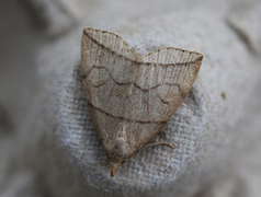 Buelinjet viftefly (Herminia grisealis)