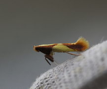 Caloptilia alchimiella