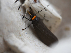 Rødhalslavspinner (Atolmis rubricollis)