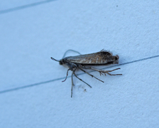 Glyphipterix thrasonella