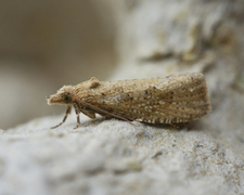 Grå stengelvikler (Epiblema grandaevana)