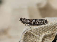 Grankonglesmalmott (Dioryctria abietella)