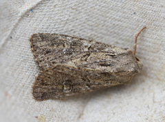 Lyst sandengfly (Apamea anceps)