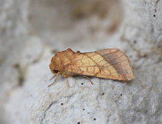 Gullfagerfly (Pyrrhia umbra)