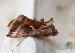 Rødbrunt metallfly (Autographa jota)