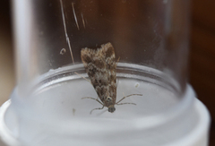 Heimosemott (Eudonia sudetica)