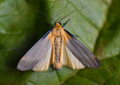 Kjempelavspinner (Lithosia quadra)