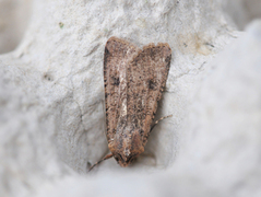 Vandrefly (Peridroma saucia)