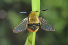 Smalkantet humlesvermer (Hemaris tityus)