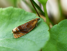 Vivendelvikler (Eucosmomorpha albersana)