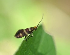 Micropterix aureatella