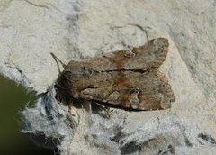 Åkerengfly (Apamea sordens)