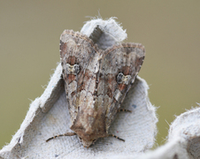 Åkerengfly (Apamea sordens)