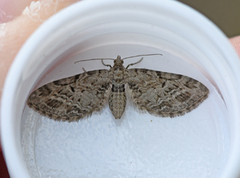 Strekdvergmåler (Eupithecia exiguata)