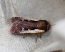 Hvitkantfly (Ochropleura plecta)