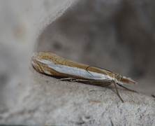 Beitenebbmott (Crambus pascuella)