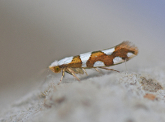 Argyresthia brockeella