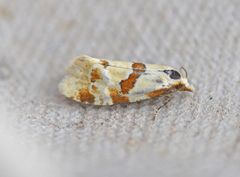 Borrepraktvikler (Aethes rubigana)