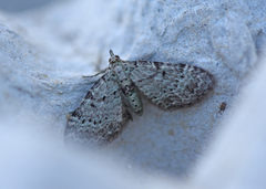 Blåbærblomstmåler (Pasiphila debiliata)