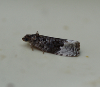 Bjørkeløvvikler (Apotomis betuletana)