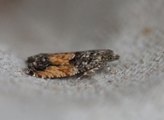 Raklekveldvikler (Epinotia nisella)