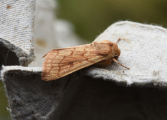 Linjegressfly (Mythimna vitellina)