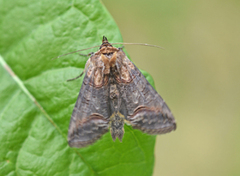 Brungult neslefly (Abrostola triplasia)