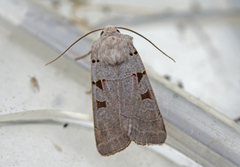 Grått kilefly (Eugnorisma glareosa)