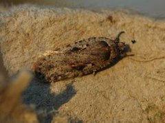 Agonopterix ocellana