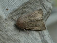 Punktgressfly (Leucania obsoleta)