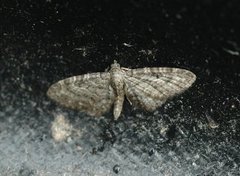 Engdvergmåler (Eupithecia satyrata)