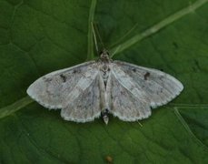 Sumpengmott (Anania perlucidalis)